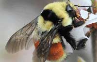 crop of cover of bumble bee identification book for YFile homepage