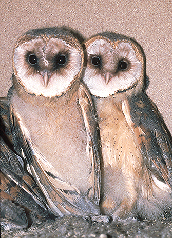 Two young barn owls