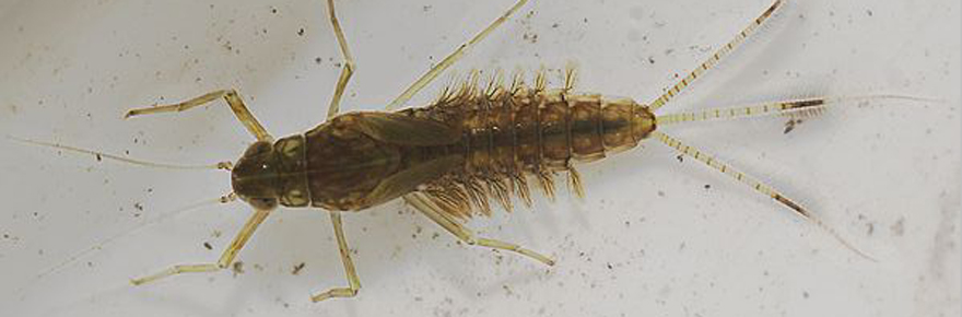 Mayfly nymph, dorsal view, showing wing buds, 7 pairs of gills and 3 abdominal appendages