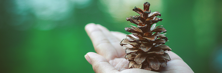 Image shows a hand holding a pine cone against a lush backdrop of greenery