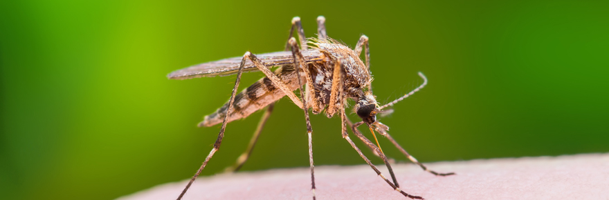 A mosquito bites a human arm