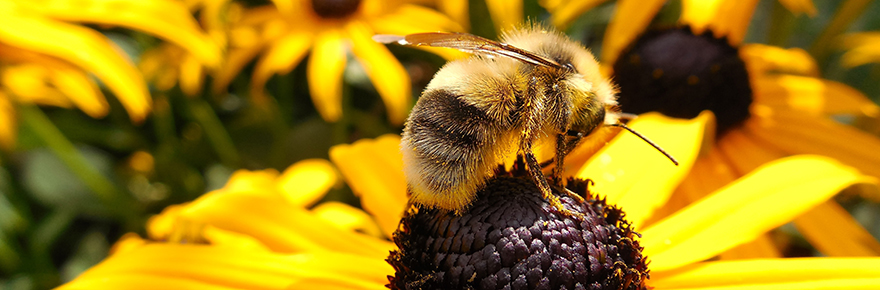 honey bee on a daisy