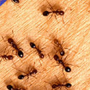 Ants crawl on a slab of wood