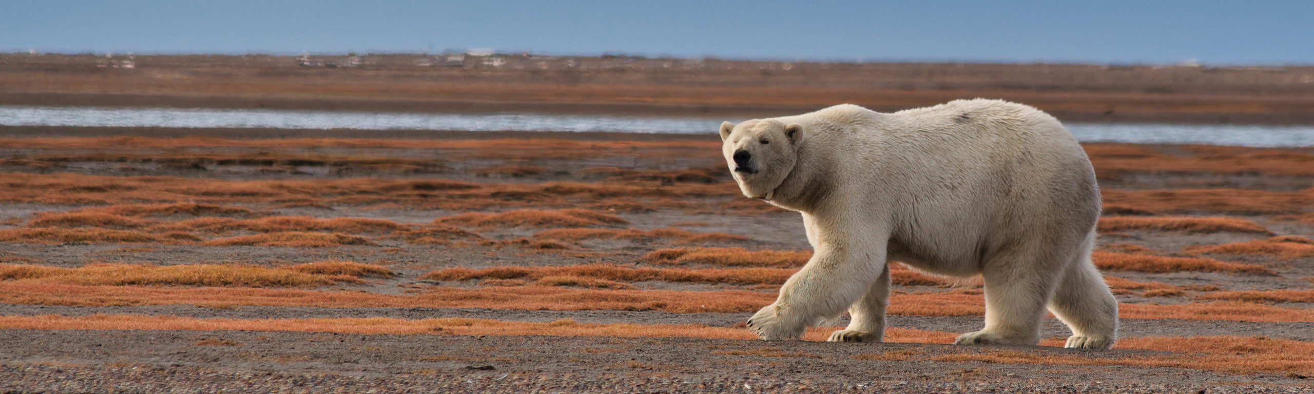 Polar bear on tundra. Pexels image by Dick Hoskins