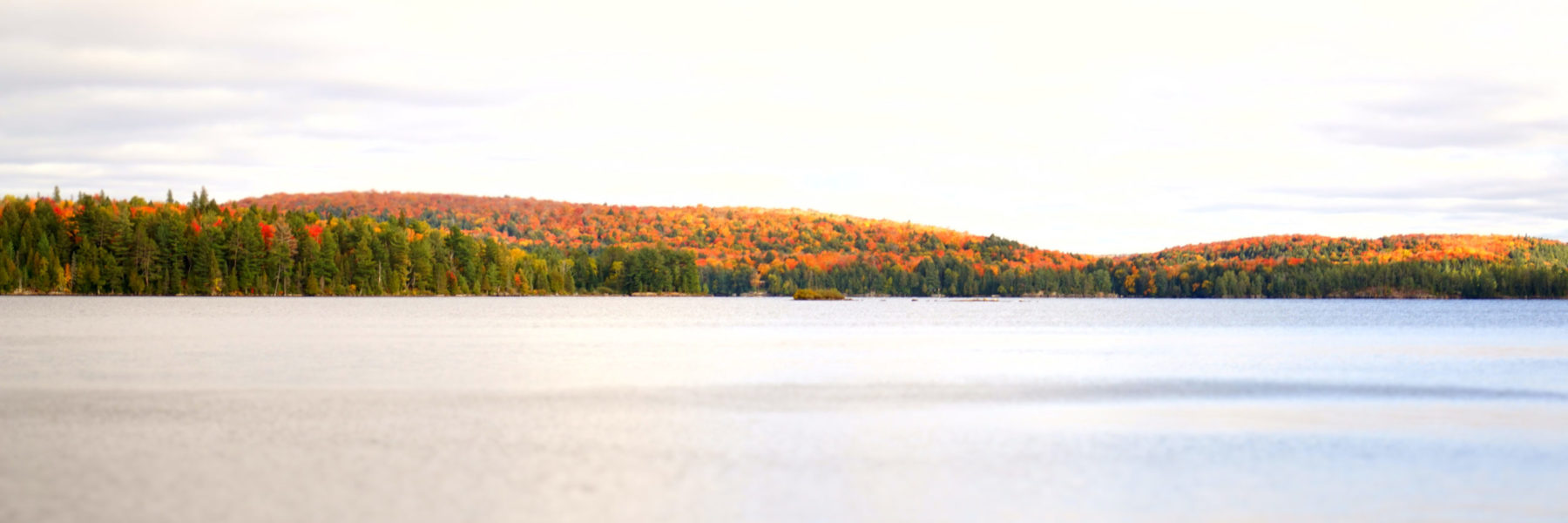 Ontario lake near forest displaying fall colours