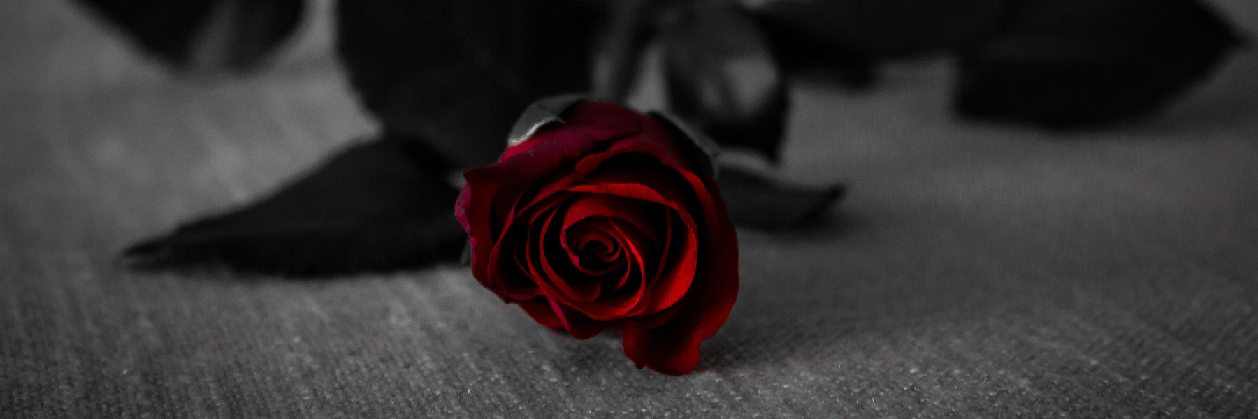 A red rose on a grey background