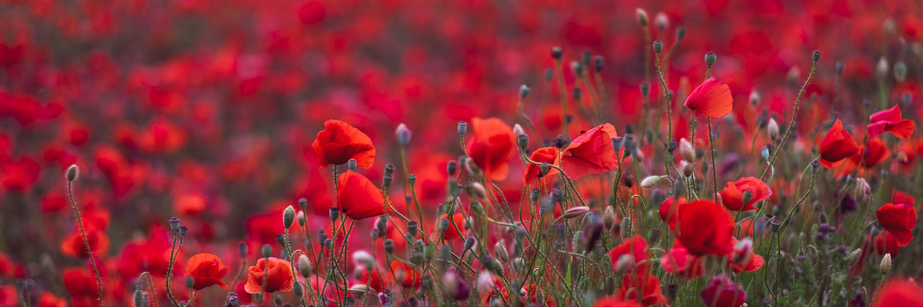 View on the field of beautiful red bloming poppies in Germany