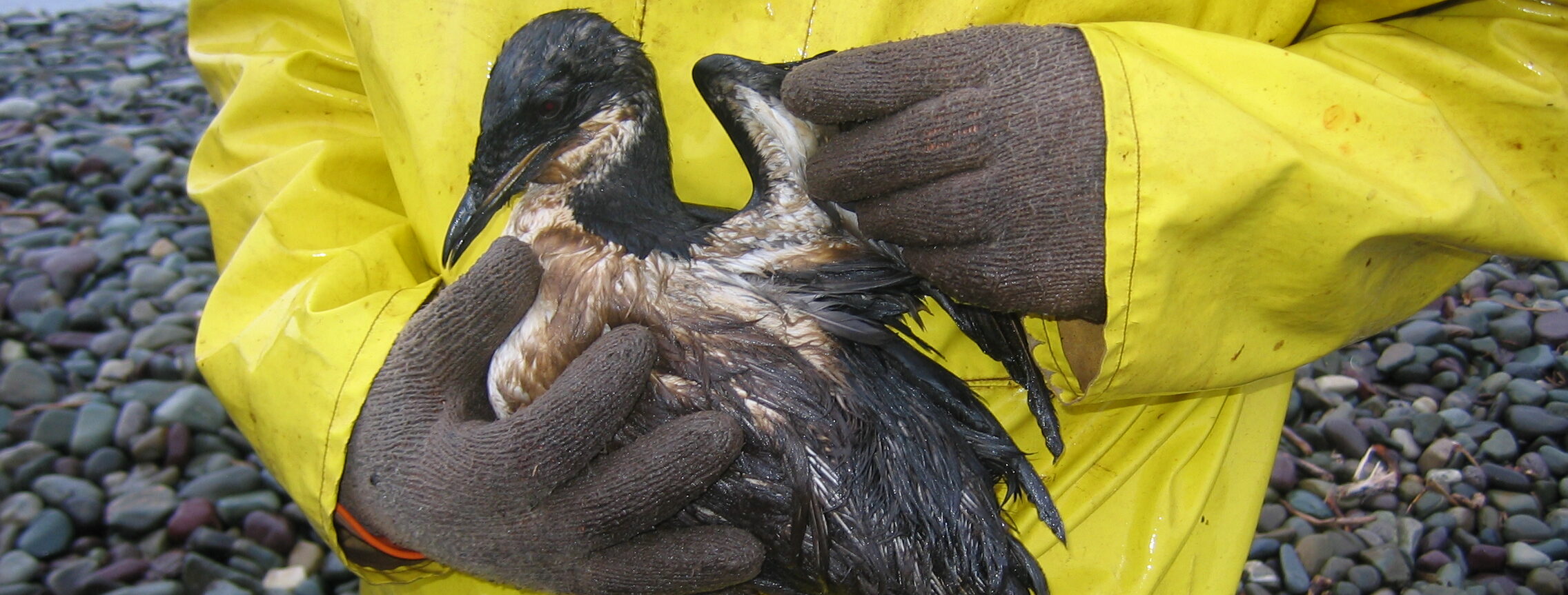 An oiled murre in hand (image: Environment and Climate Change Canada)