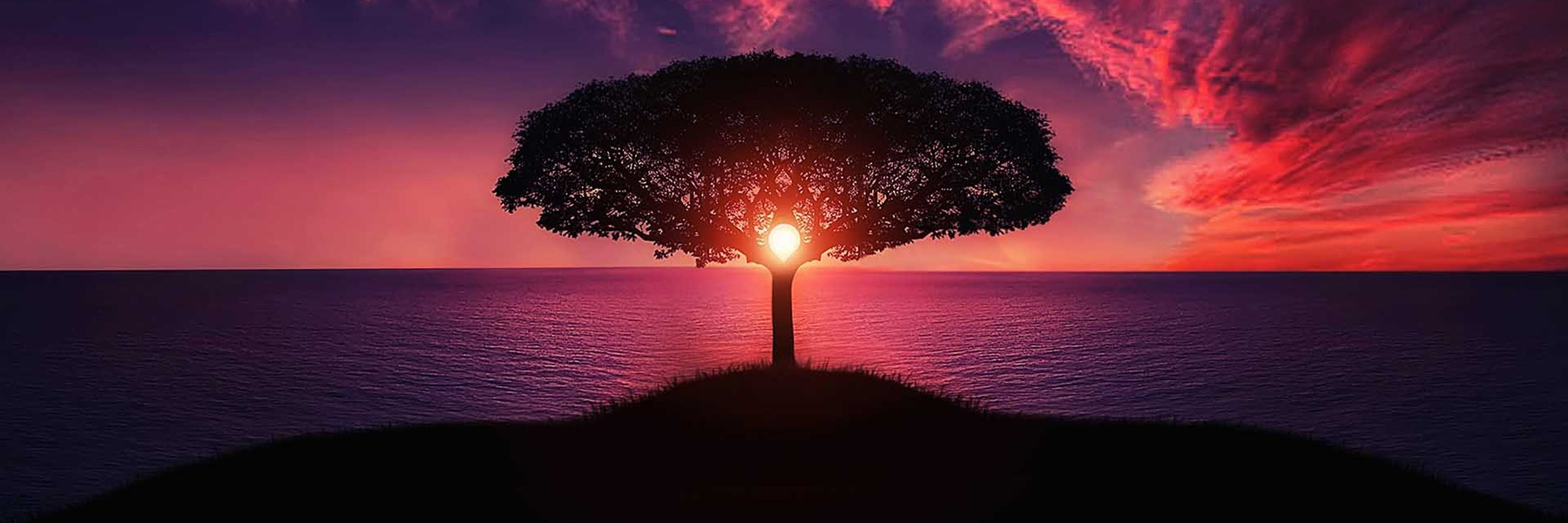image shows a tree in front of an ocean