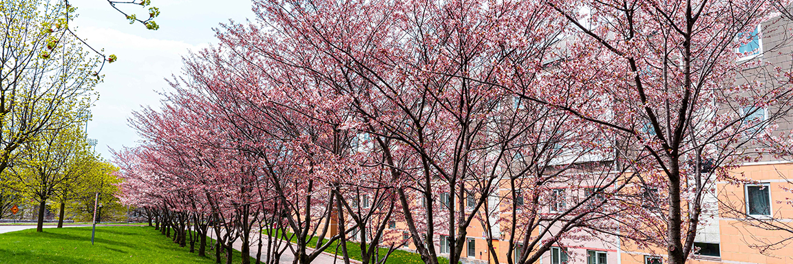 Sakura Cherry trees in bloom near Calumet College on the Keele Campus