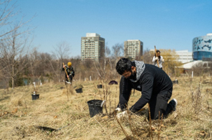 York University community members plant trees at Keele Campus. Image by Mario So Gao