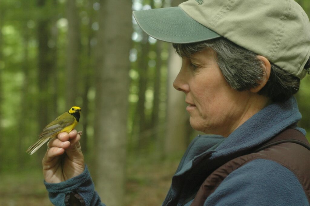 Professor Bridget Stutchbury holds a Hooded Warbler