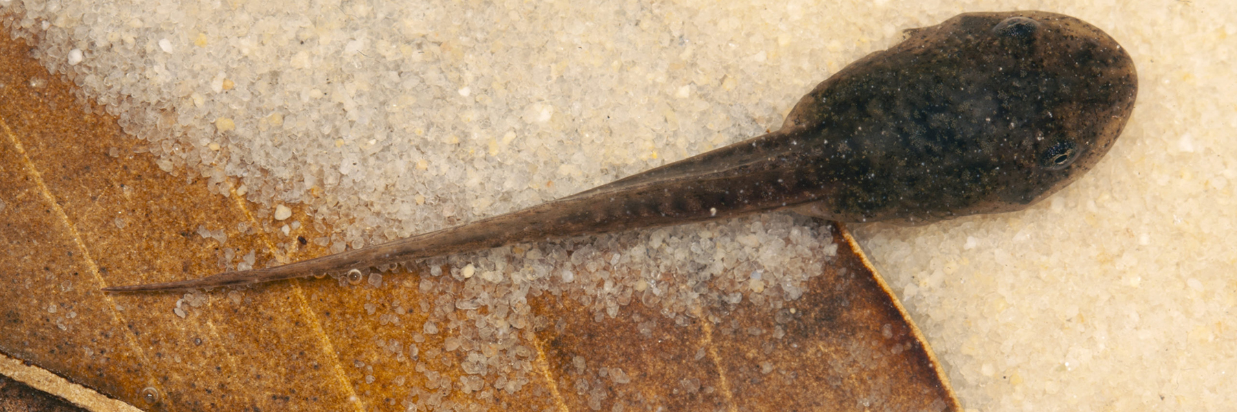 Featured image for YFile shows a Rana sphenocephala tadpole-photograph-by-Todd-Pierson-scaled
