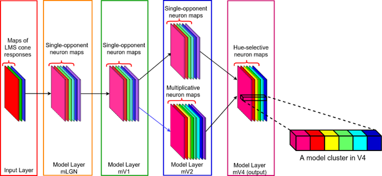 The HueNet architecture. Each layer implements neurons in a single brain area. The leftmost layer shows the input to the network with L, M, and S cone activations. As the visual signal moves in the hierarchy, multiplicative modulations in the mV2 layer enable a diverse set of hue representations.