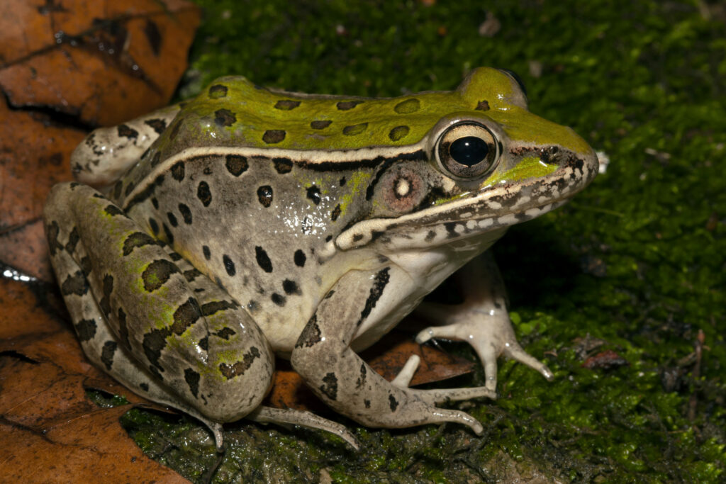 Adult Leopard Frog. Image: Todd Pierson