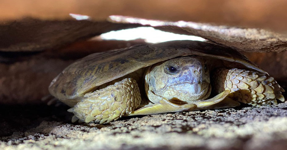 A pancake tortoise in its natural habitat
