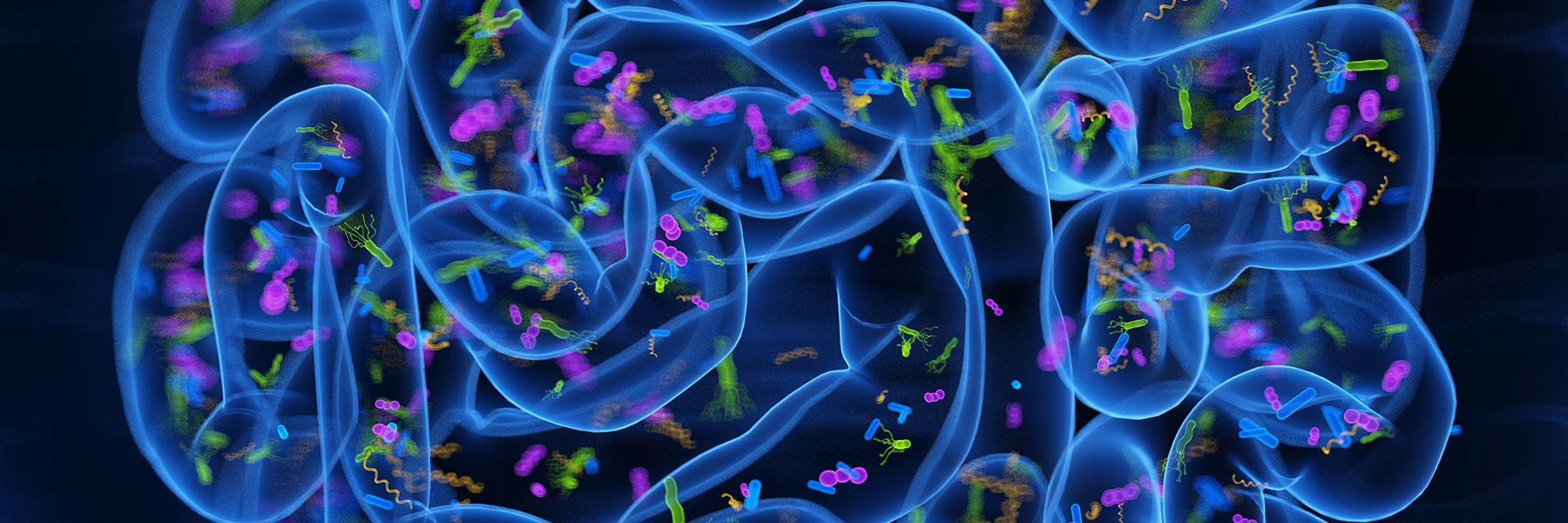 3d rendered medical illustration of the microbiome of the small intestine