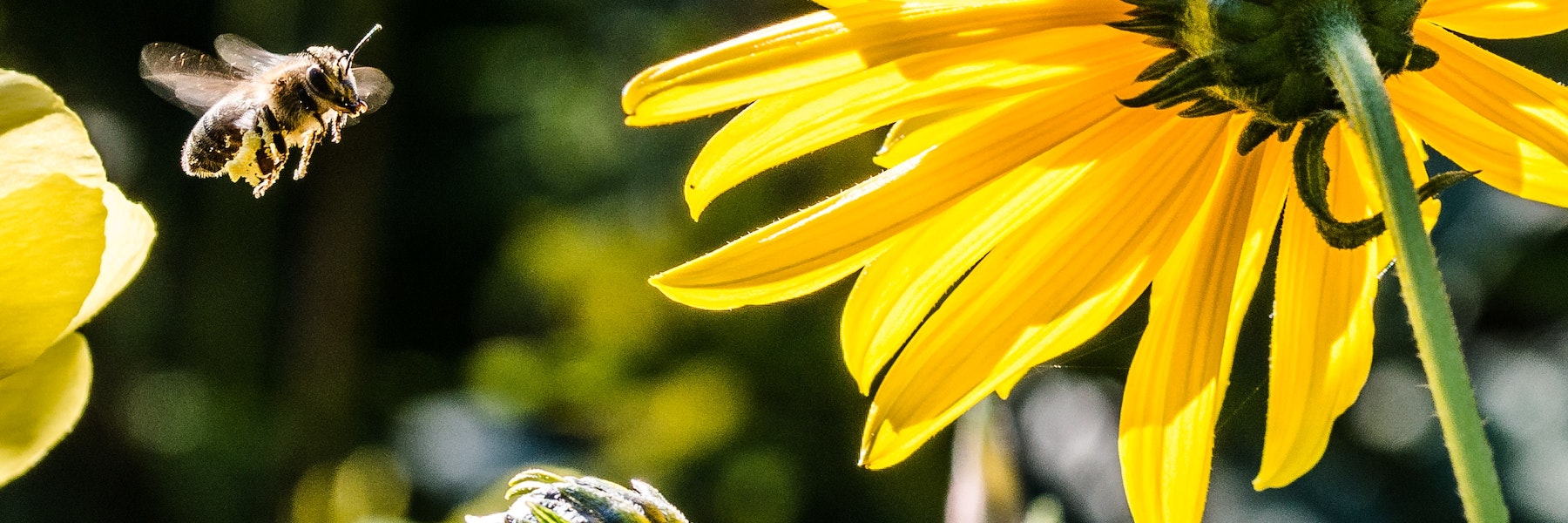 Bee flying near yellow flowers