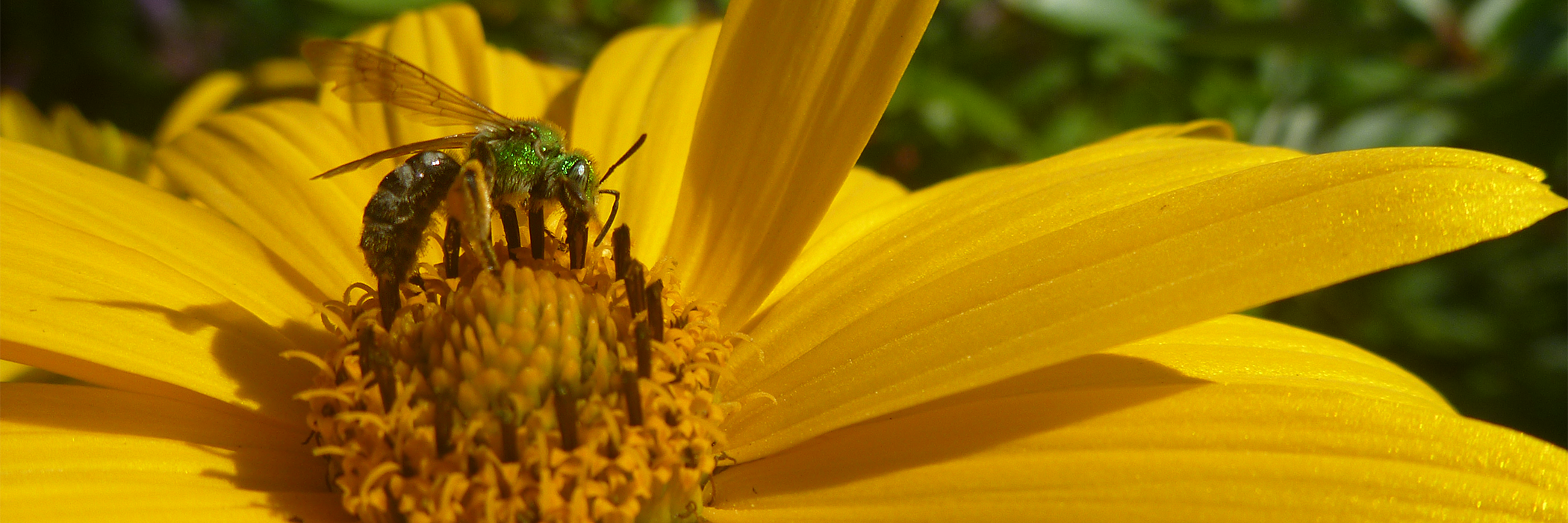 Macro photo of green metallic sweat bee perched on a yellow flower
