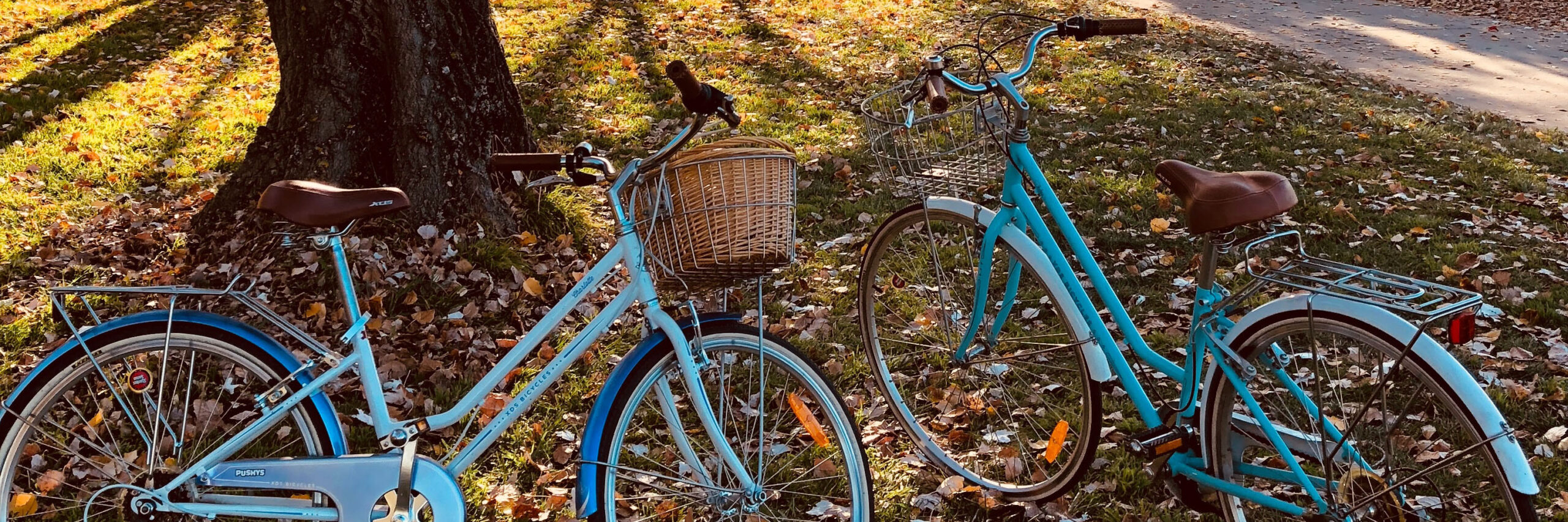 bicycles in front of tree