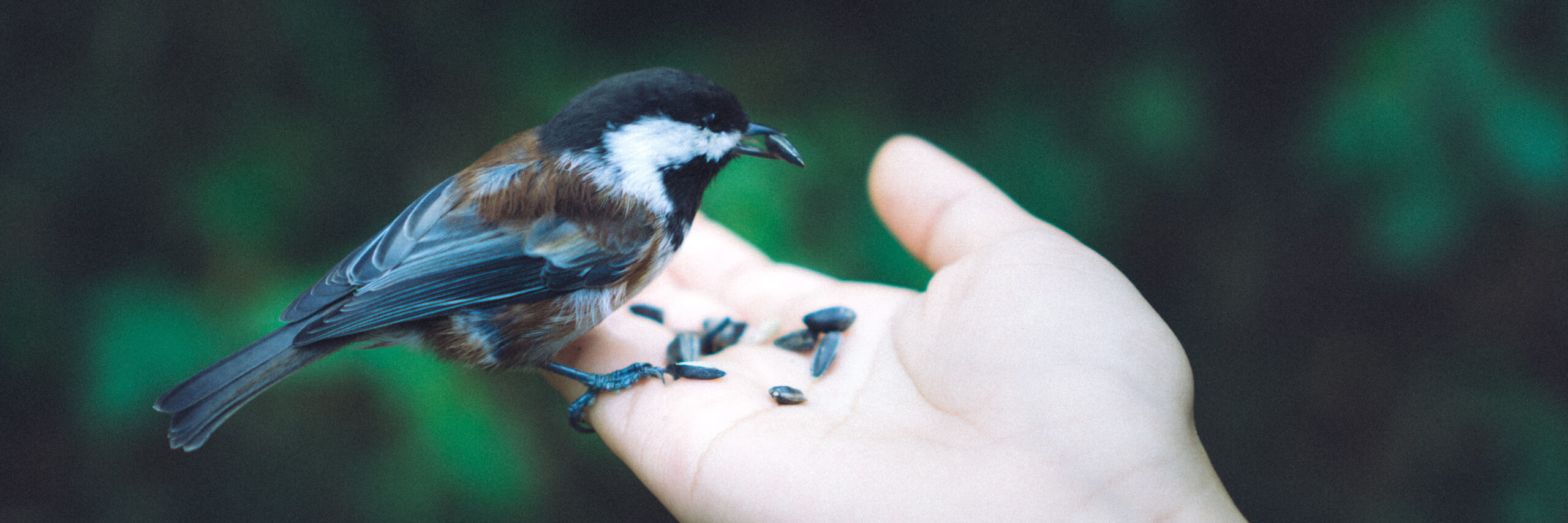 Bird perched on a human hand, eating seeds