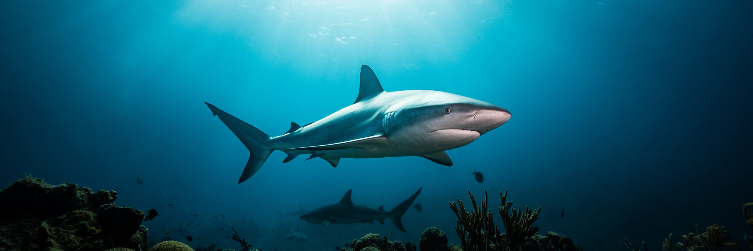 Shark pictured underwater