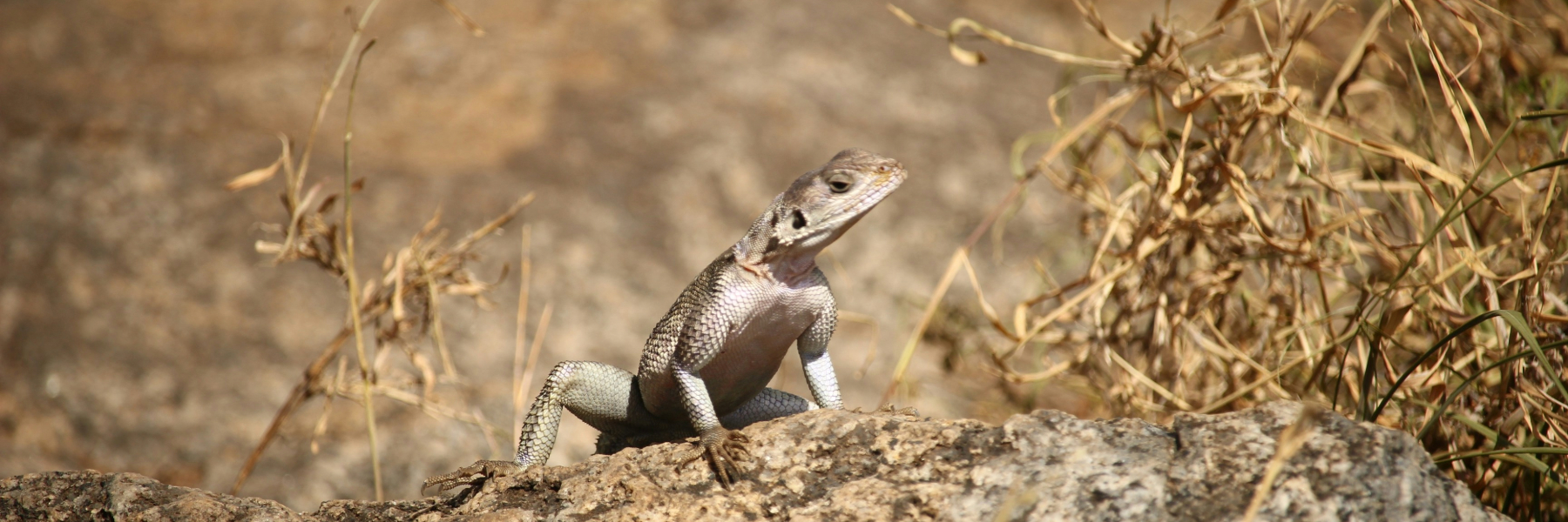 Lizard beside a shrub in the desert