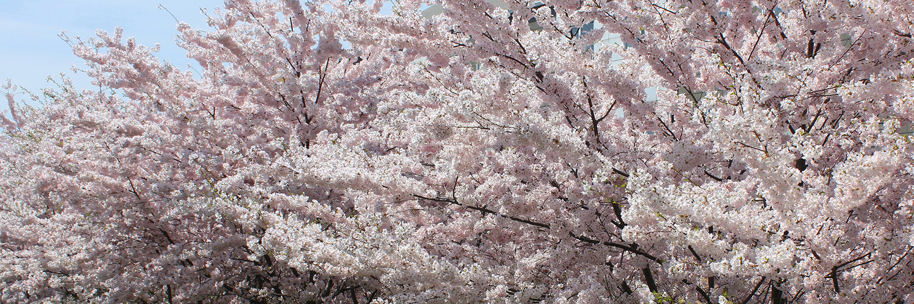 Sakura trees in bloom at York
