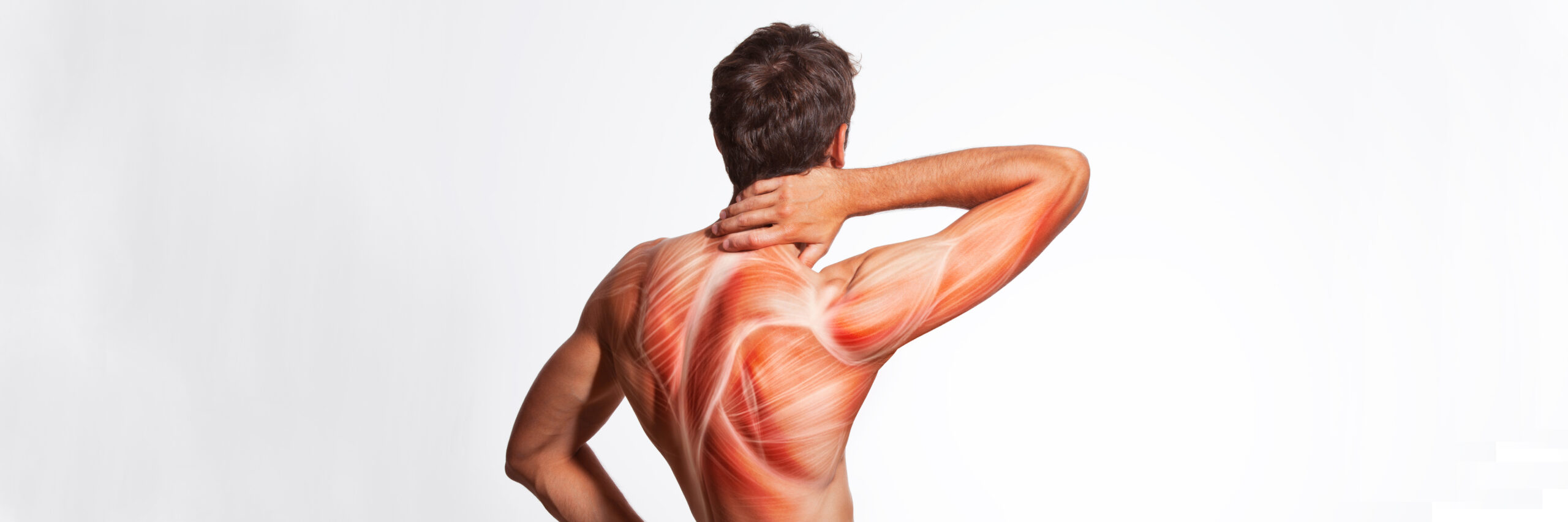 Man's back muscle and body structure. Human body view from behind isolated on white background.