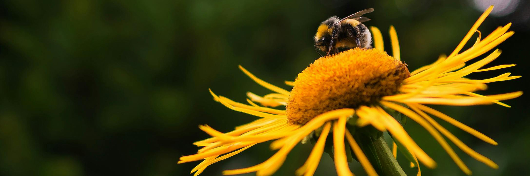 bumblebee on flower BANNER