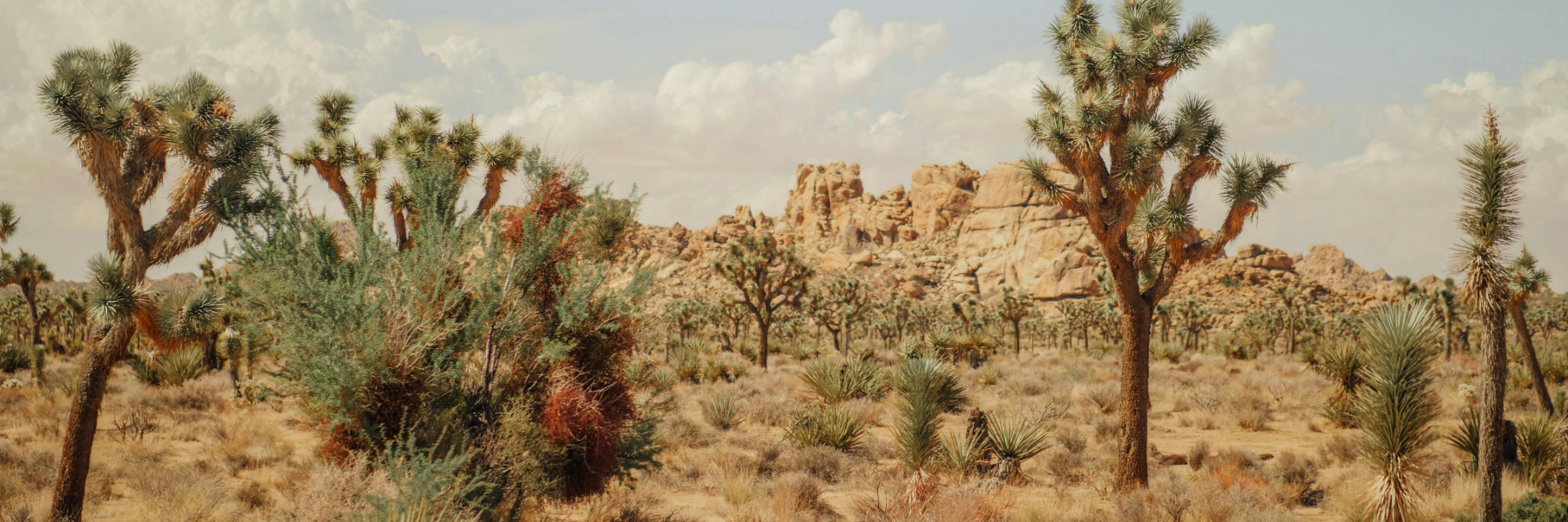 Joshua trees in the desert pexels